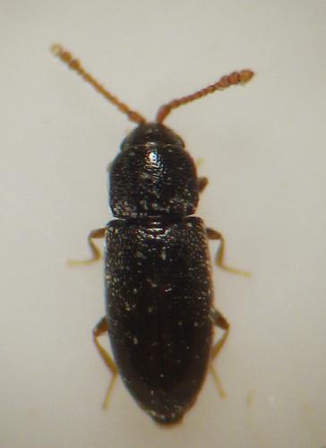 Atomaria sp.